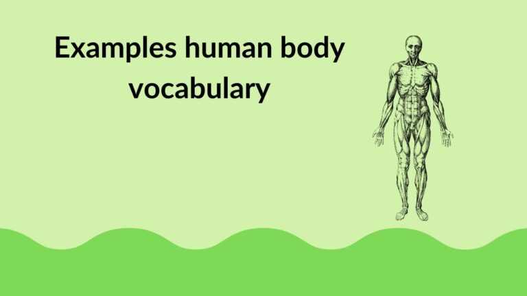 Examples human body vocabulary